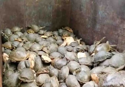 Etawah police arrested three Turtle smugglers