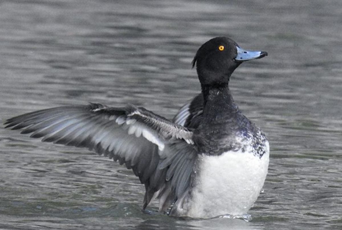 Migratory birds start arriving at Beas River Mandi Himachal Pradesh