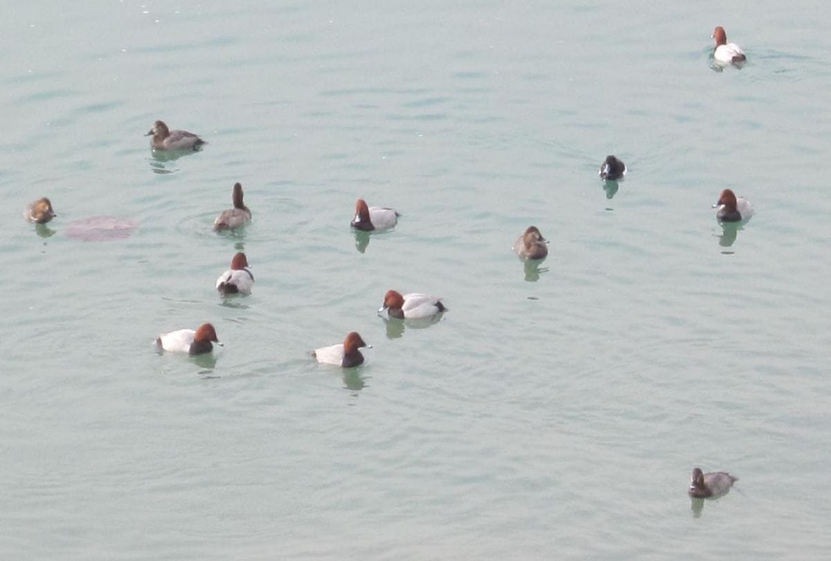 Migratory birds start arriving at Beas River Mandi Himachal Pradesh