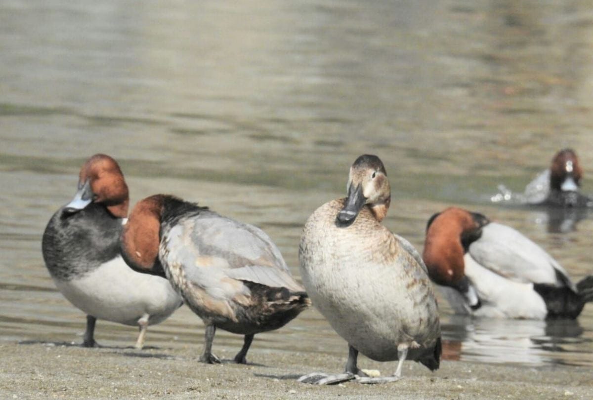 Migratory birds start arriving at Beas River Mandi Himachal Pradesh