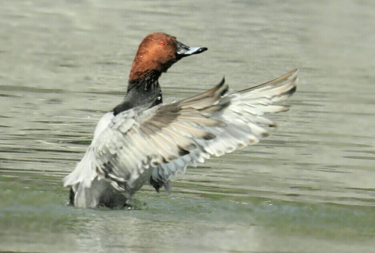 urbanization has changed the habits of birds migratory birds are avoiding cities