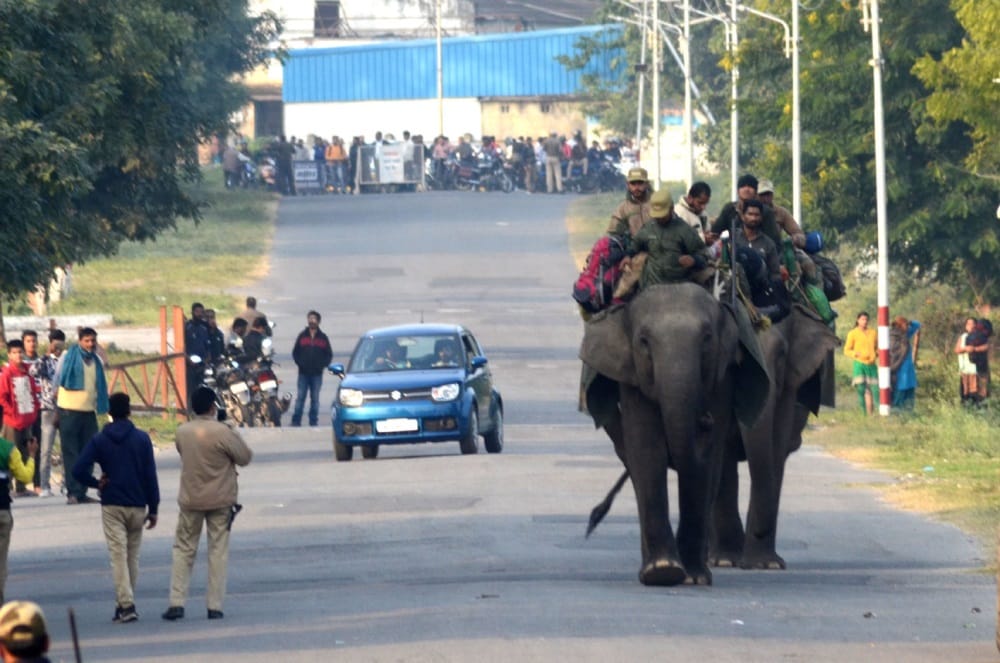 dangerous elephant reach BHEL haridwar