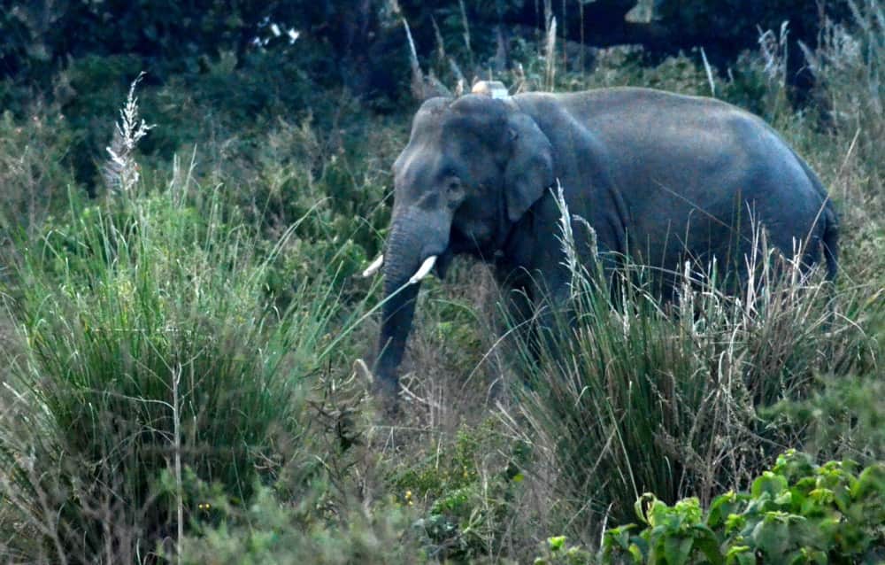 angry elephant turn teacher car in ramnagar