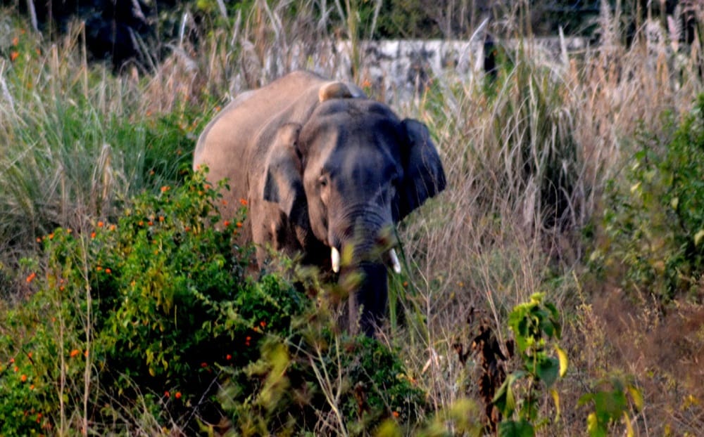 Giant Elephant reached in Police station campus haldwani  