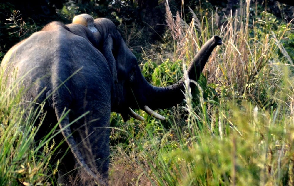 An elephant trampled a man in bahraich.