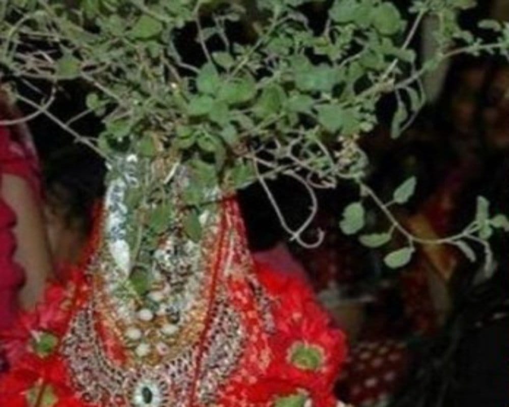 religious scientific and astrological importance of tulsi basil plant