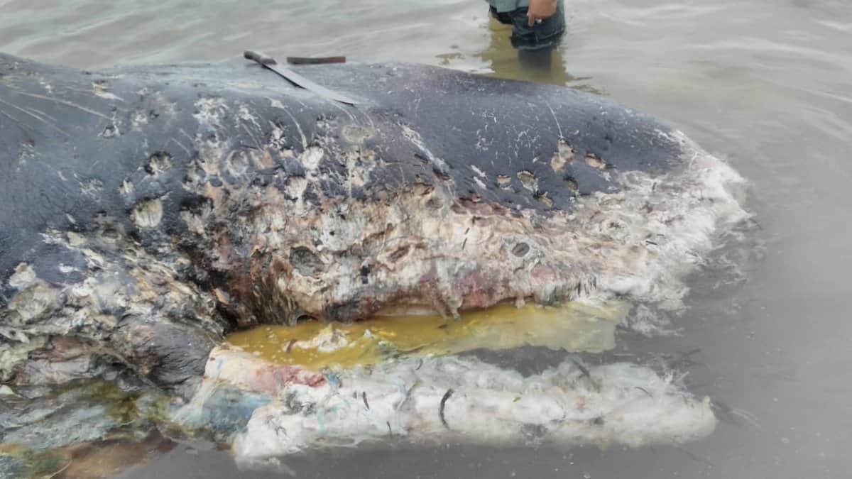A dead whale with plastic bags in stomach found dead in Indonesia