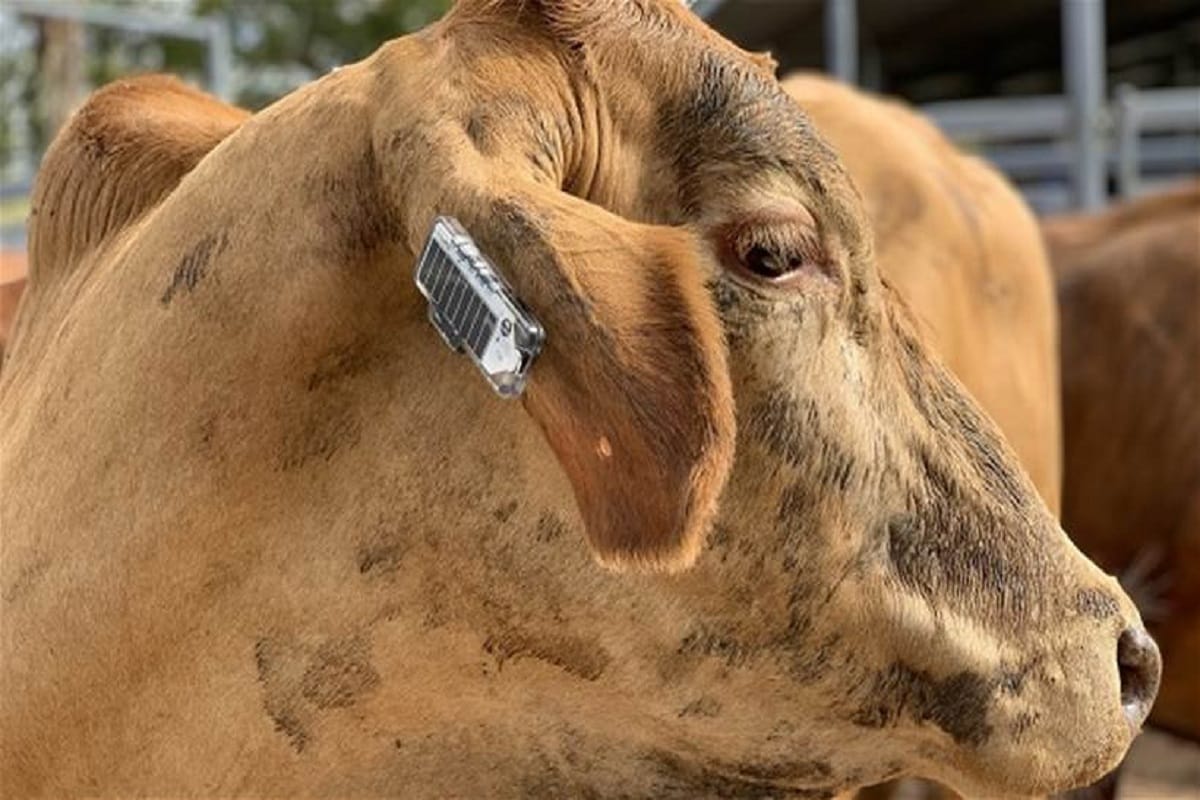 Fitness trackers for cows launched by CSIRO