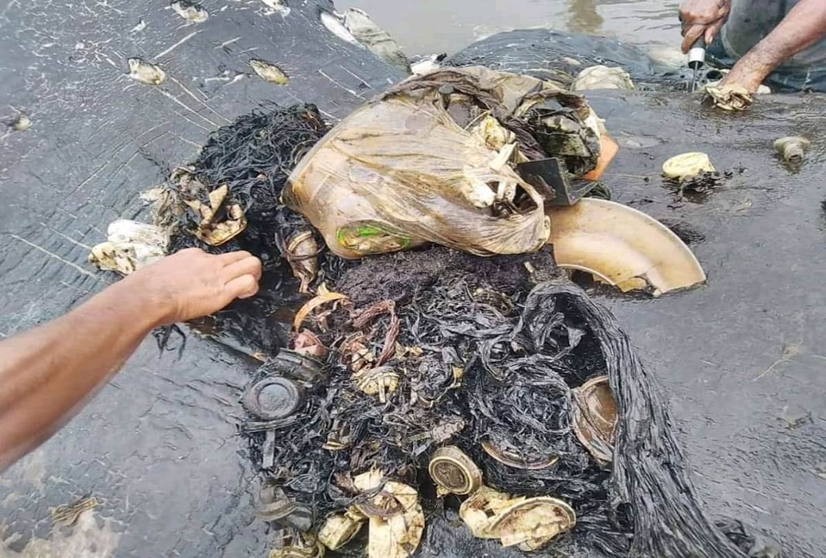 A dead whale with plastic bags in stomach found dead in Indonesia