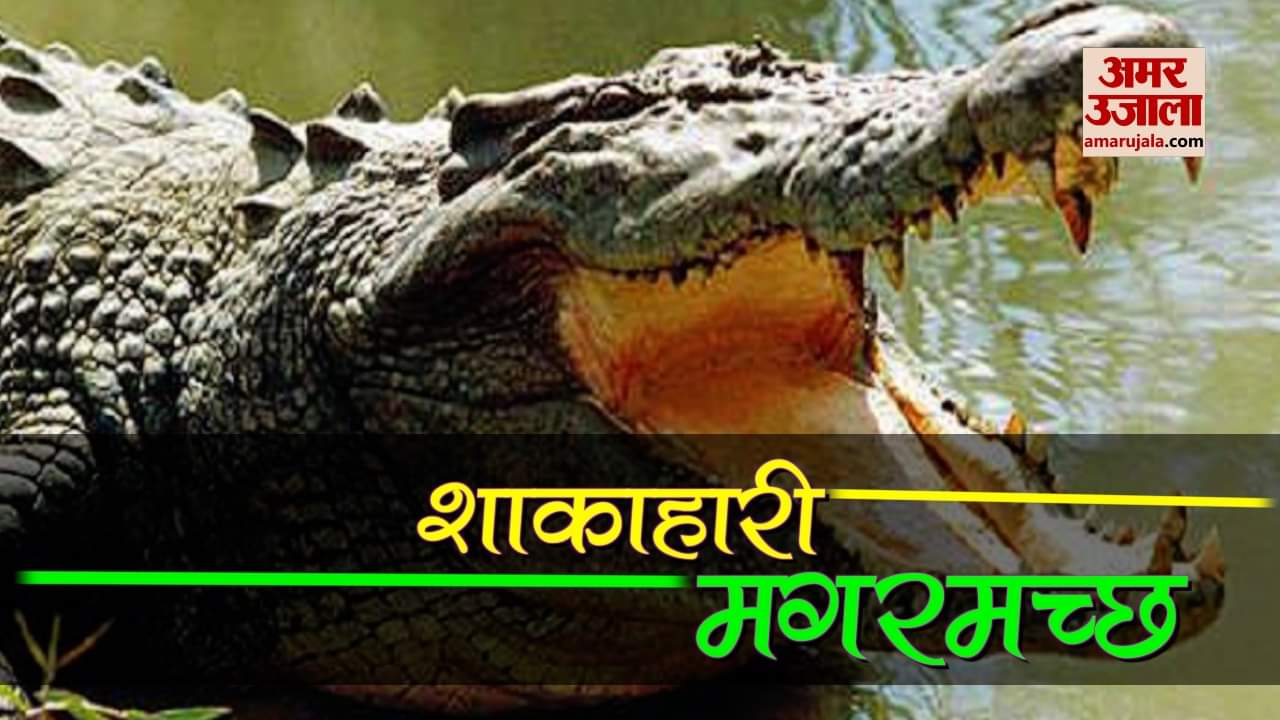 यह है शुद्ध शाकाहारी मगरमच्छ, खाता है मंदिर का प्रसाद