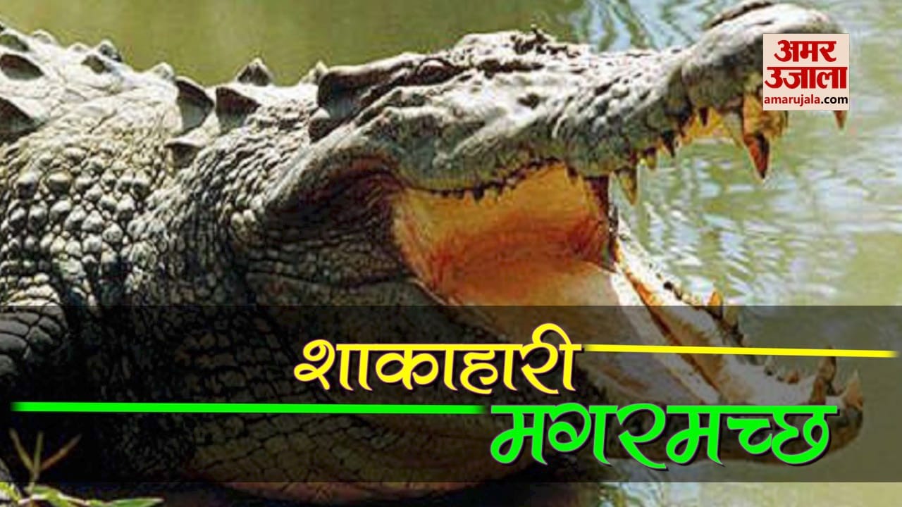 यह है शुद्ध शाकाहारी मगरमच्छ, खाता है मंदिर का प्रसाद