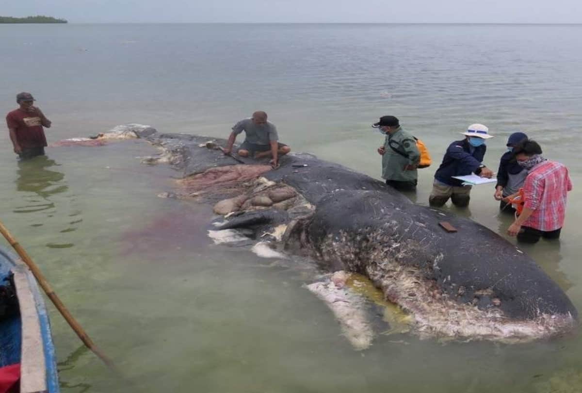 A dead whale with plastic bags in stomach found dead in Indonesia