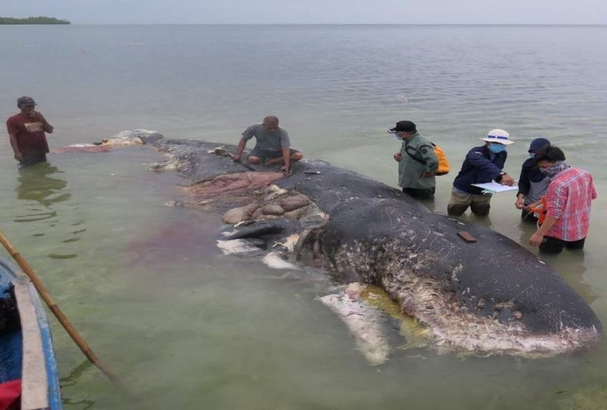 A dead whale with plastic bags in stomach found dead in Indonesia