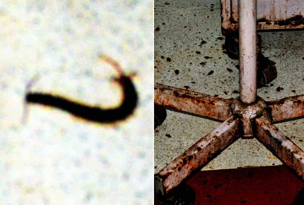 cockroach and insects found in civil hospital