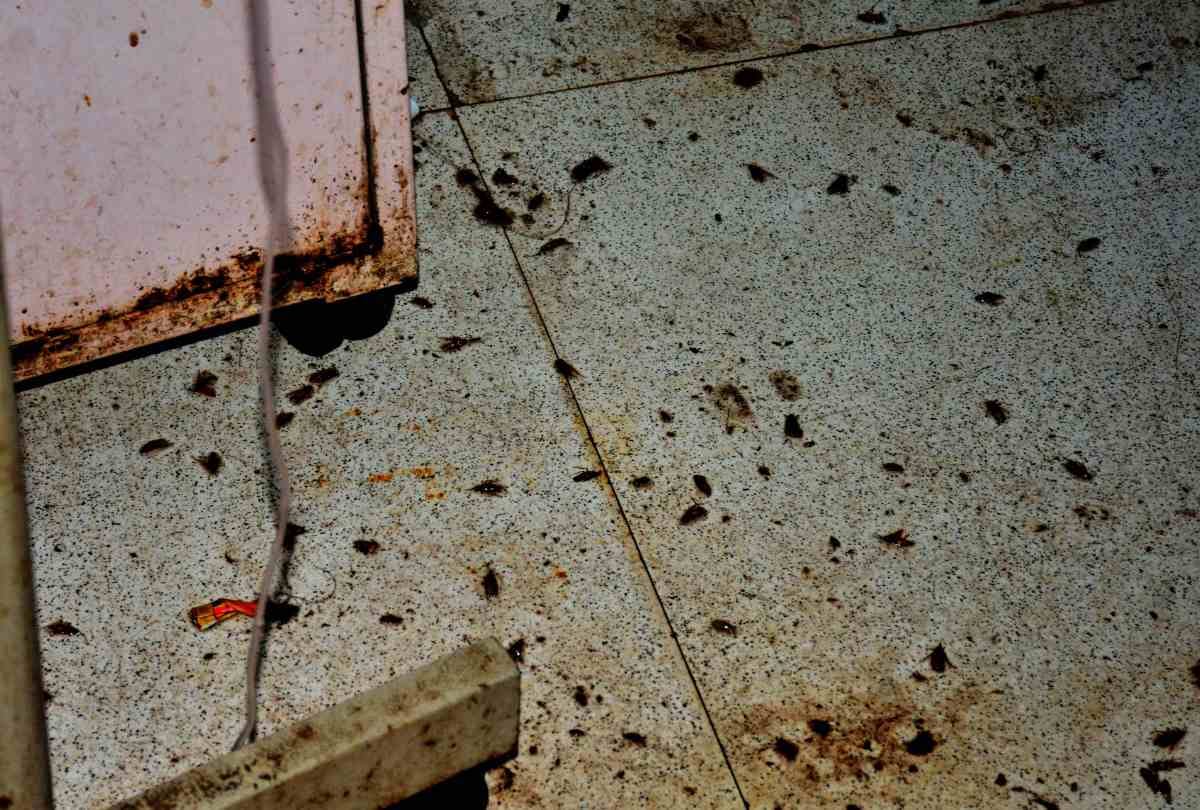 cockroach and insects found in civil hospital