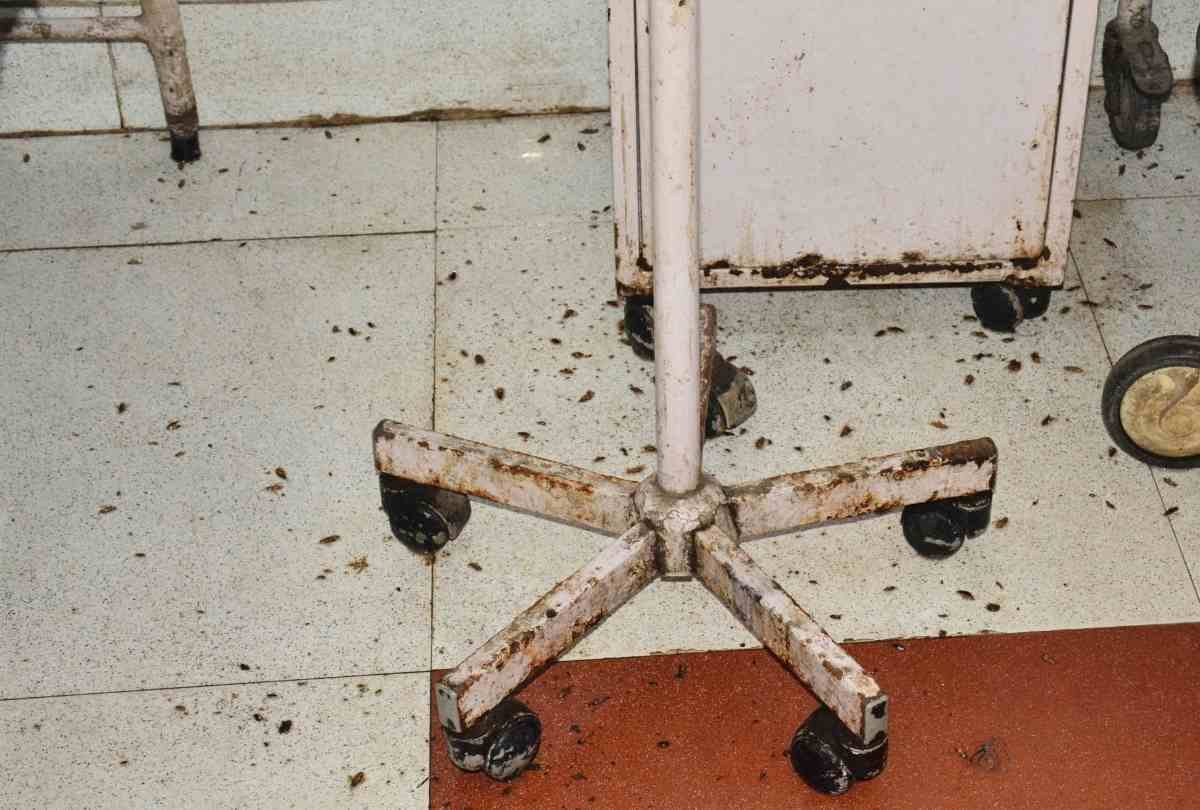 cockroach and insects found in civil hospital