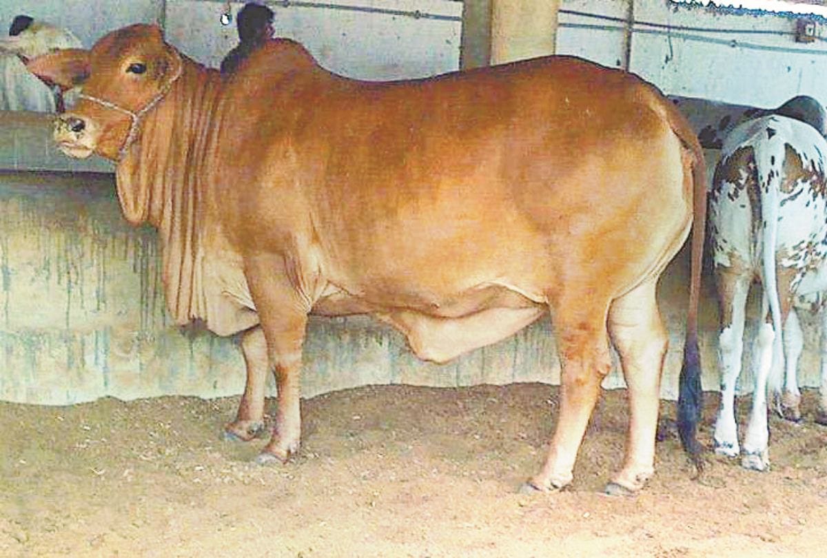गोवंश सरंक्षण के लिए बनाई गईं समितियां