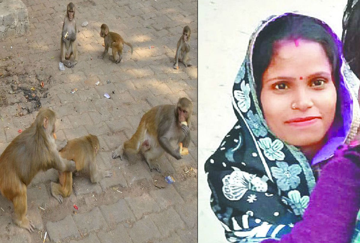 monkeys killed three persons within nine days in agra
