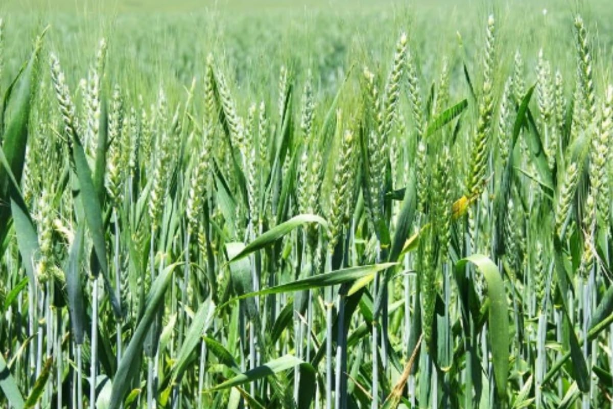 Agricultural scientists have developed protein rich wheat in meerut