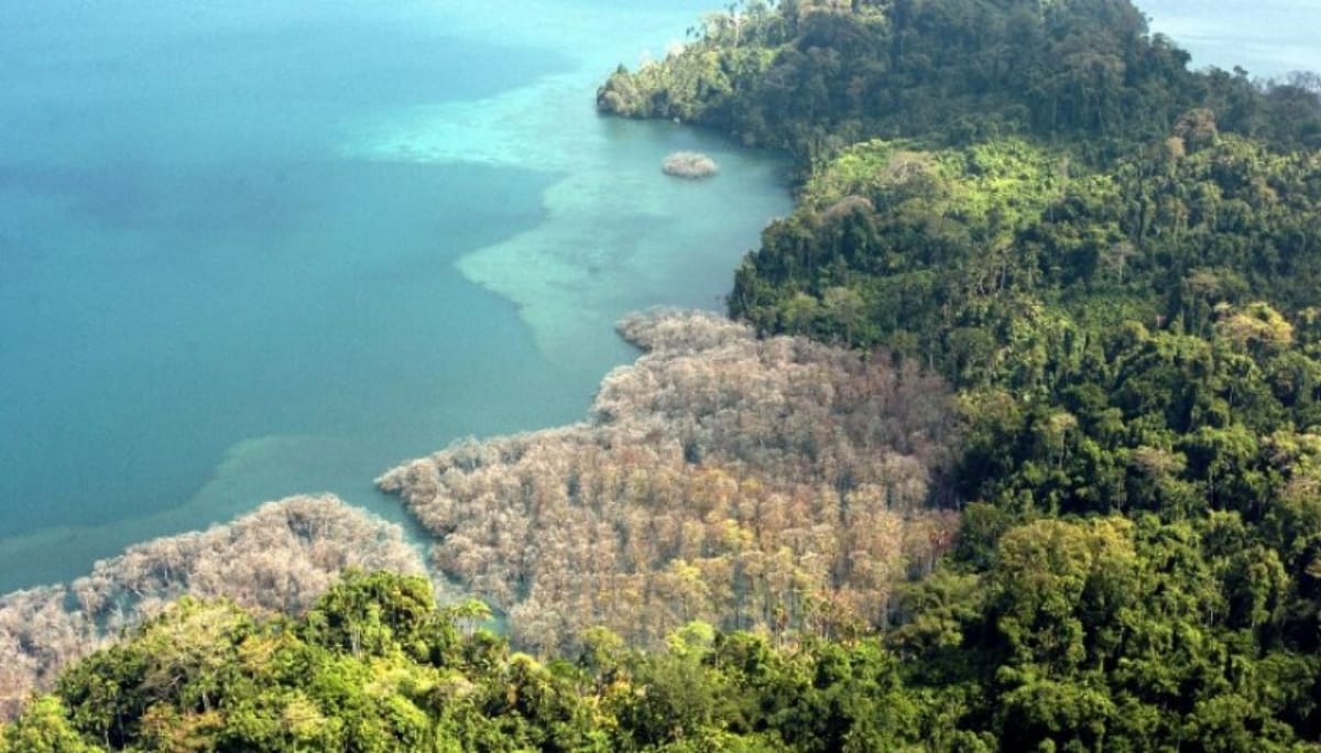Know all about Sentinelese tribe of Andaman island, who recently killed an American citizen