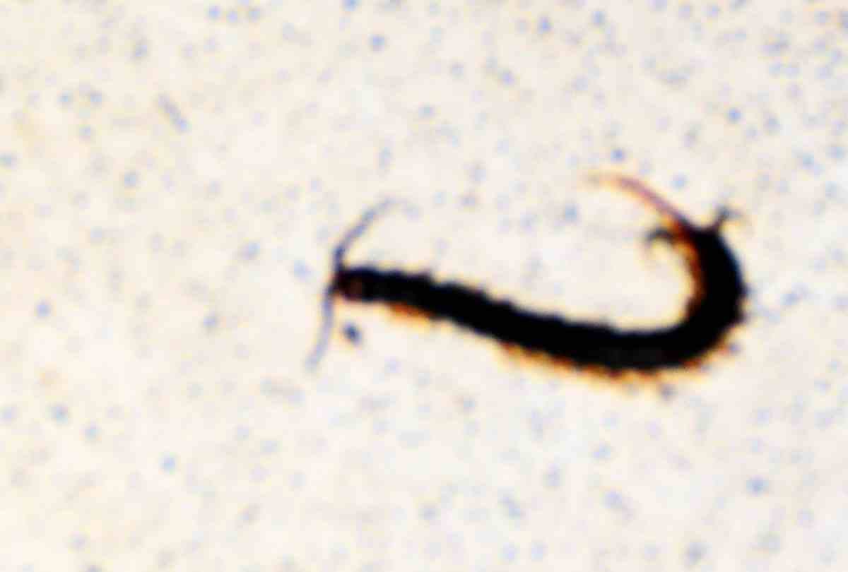 cockroach and insects found in civil hospital