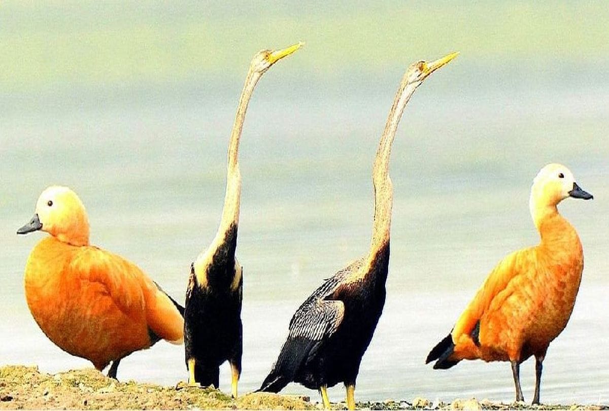 migratory birds coming to sur sarovar bird sanctuary agra