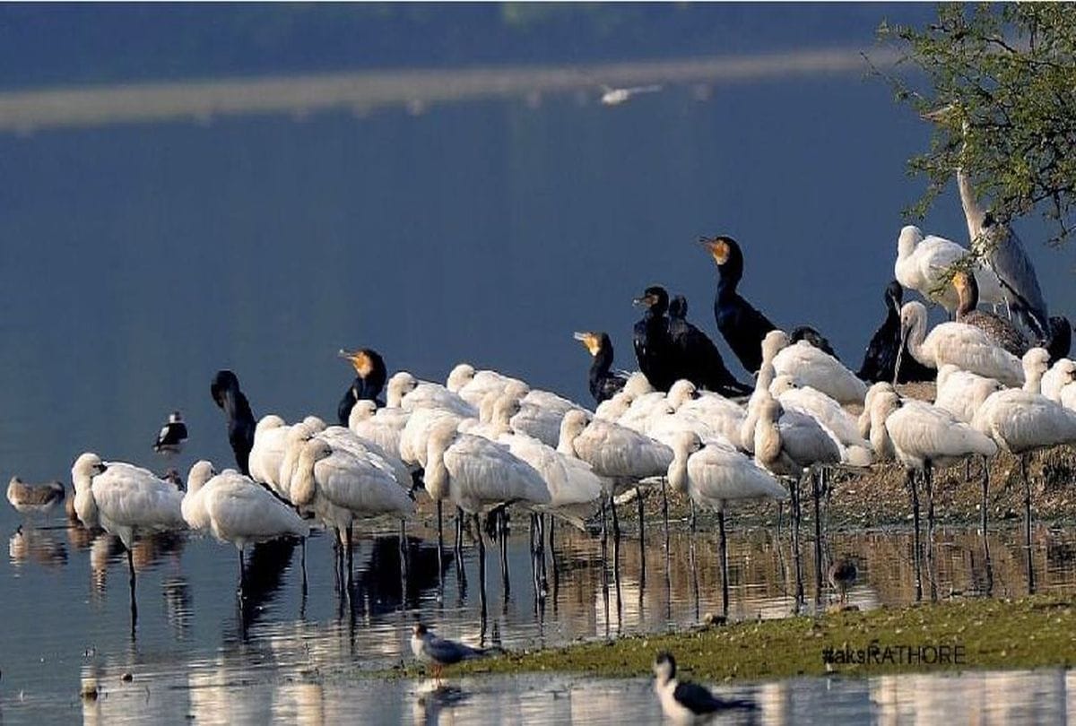 migratory birds coming to sur sarovar bird sanctuary agra