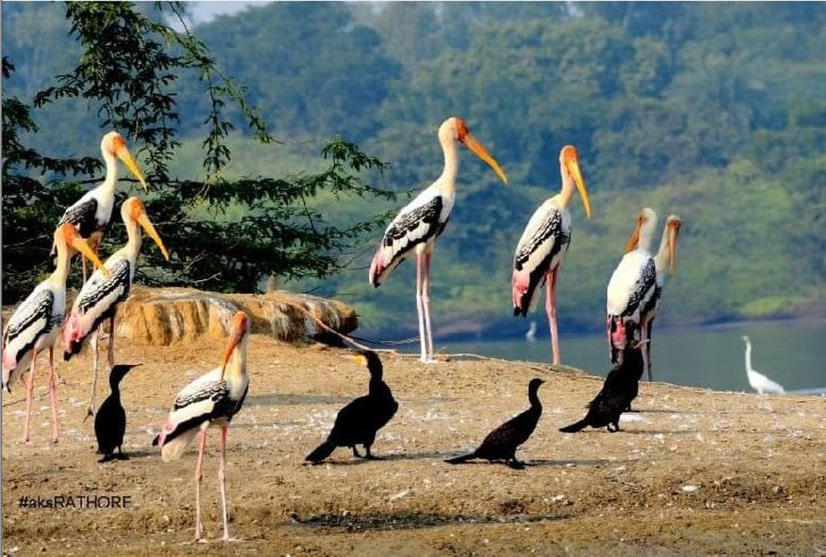 migratory birds coming to sur sarovar bird sanctuary agra