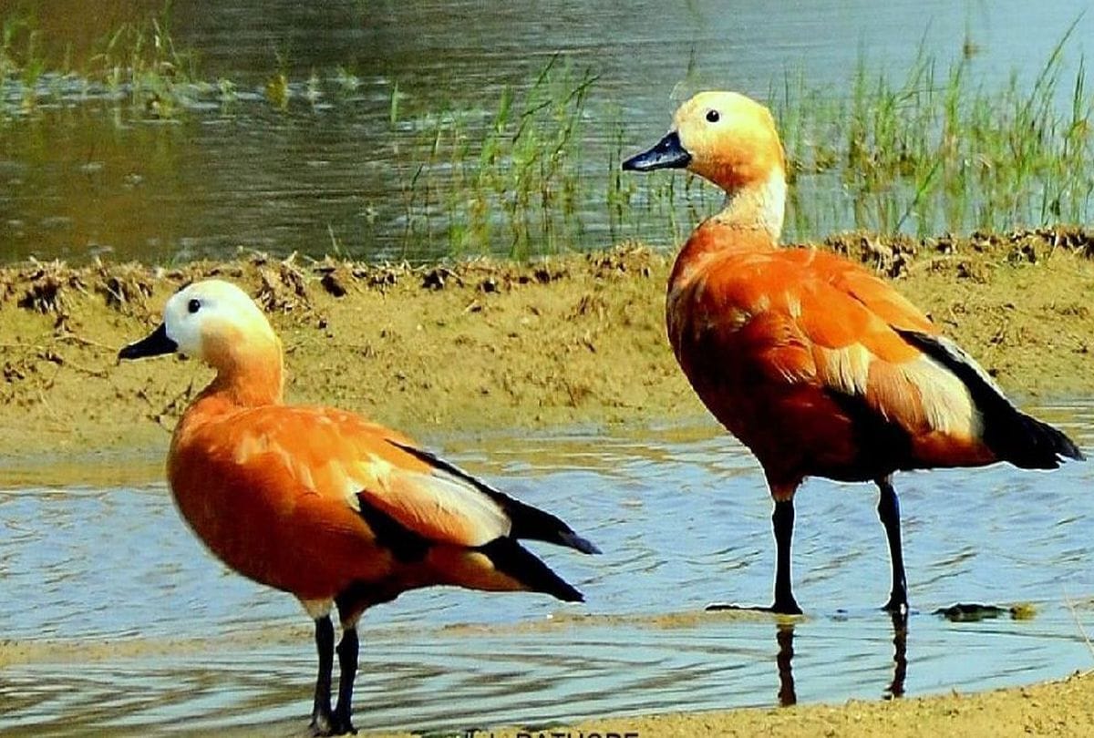 migratory birds coming to sur sarovar bird sanctuary agra