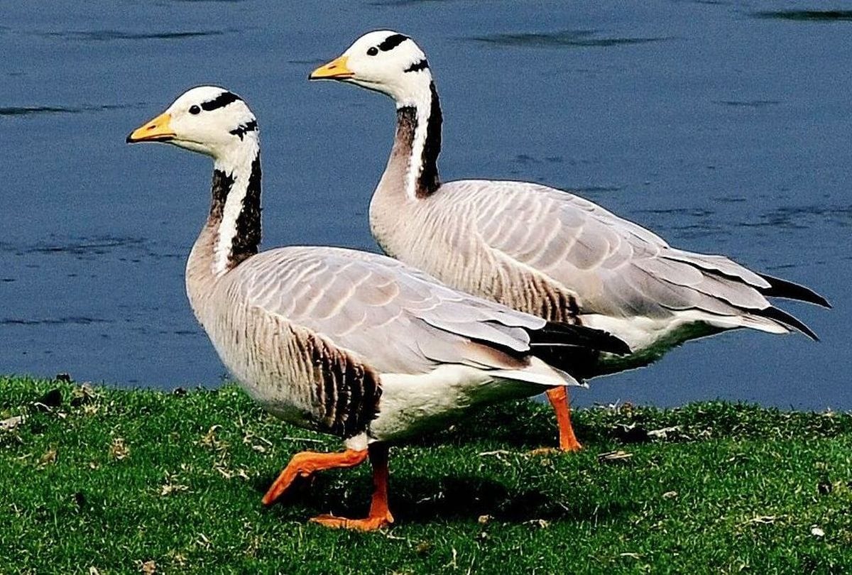 migratory birds coming to sur sarovar bird sanctuary agra