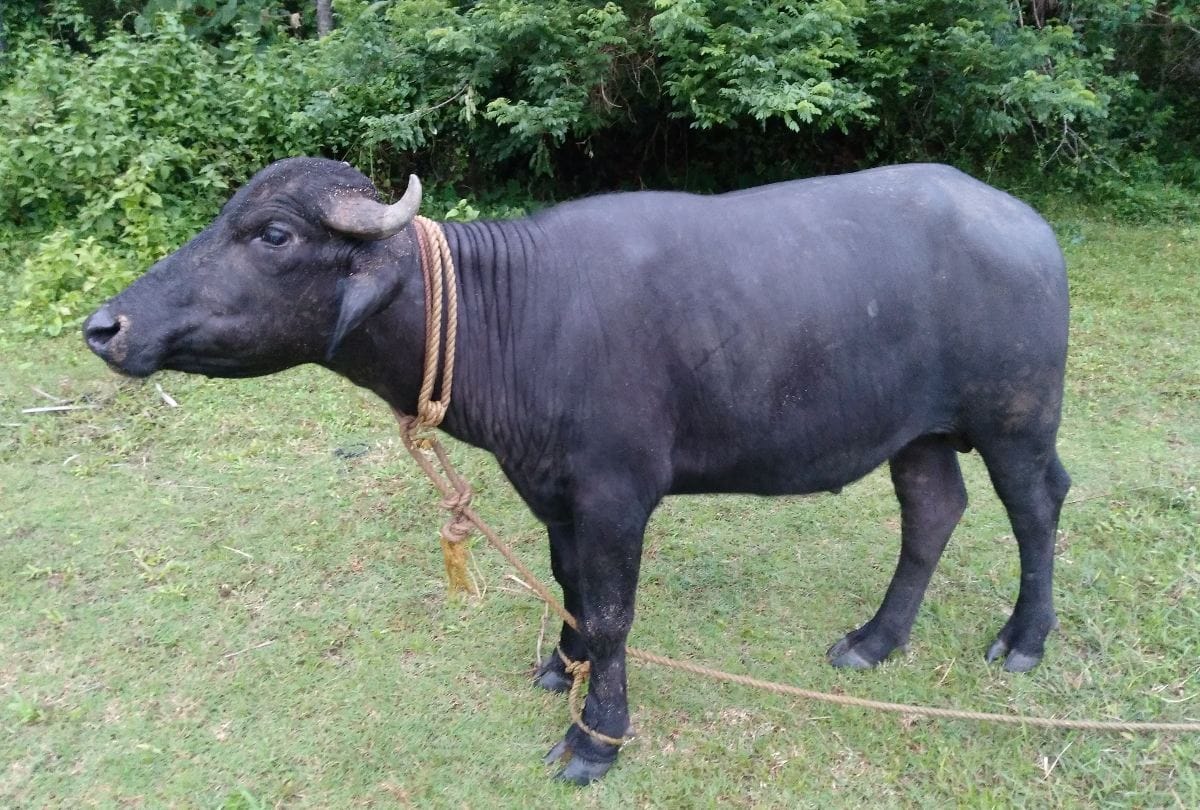 buffalo theft case police lodges FIR after court orders bilaspur himachal pradesh