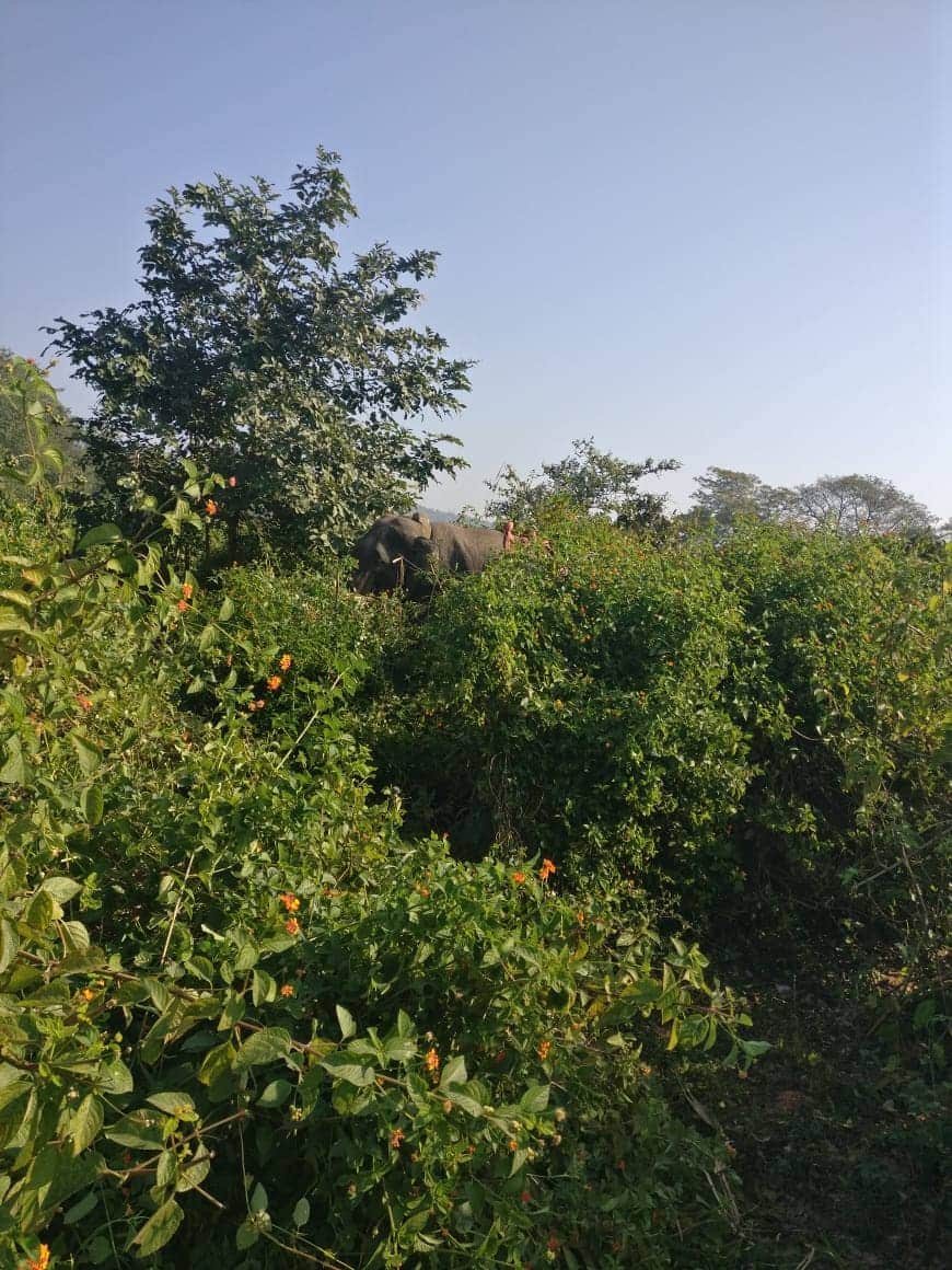 Forest department team caught dangerous elephant in haridwar