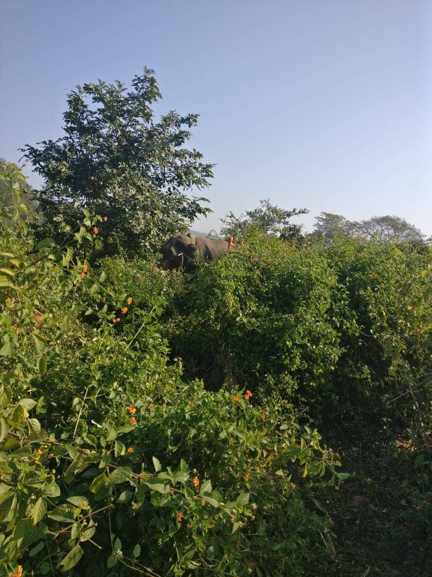 Forest department team caught dangerous elephant in haridwar