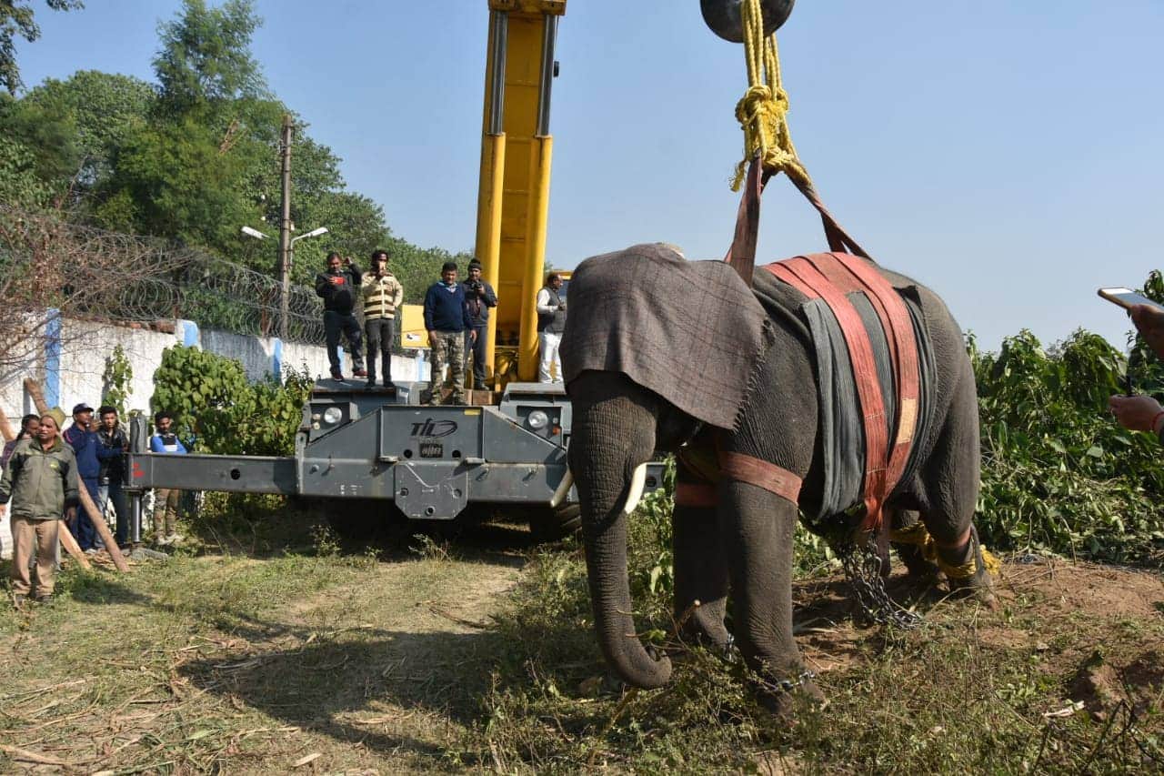 Forest department team caught dangerous elephant in haridwar