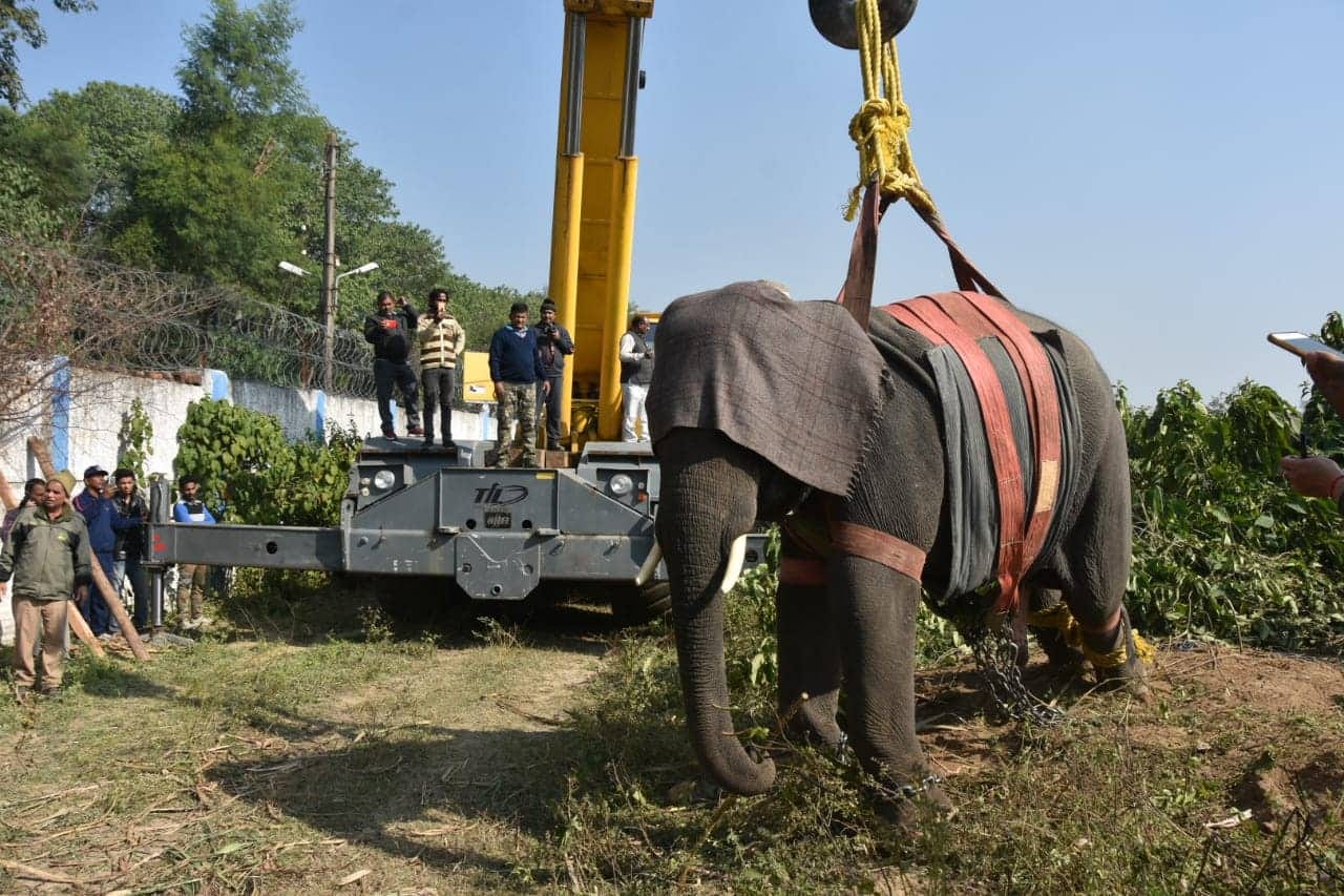 Forest department team caught dangerous elephant in haridwar