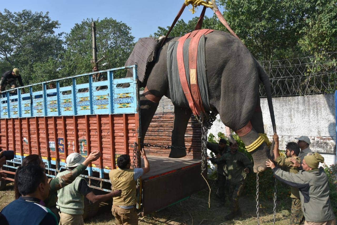 Forest department team caught dangerous elephant in haridwar