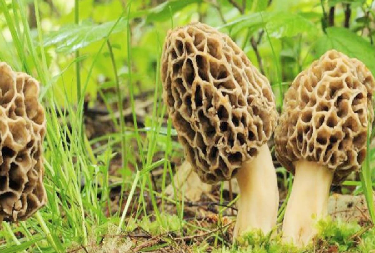 the cost of the himalyan guchchi mushroom  increased by Rs. 6 thousand rupees Within seven months