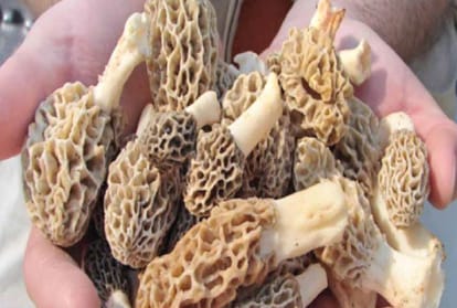 the cost of the himalyan guchchi mushroom  increased by Rs. 6 thousand rupees Within seven months