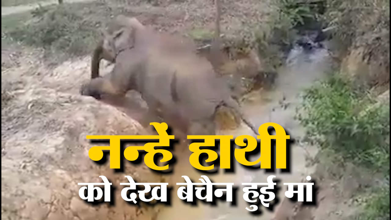 पानी में फंसे बच्चे को देख ऐसे बचाई हाथी की मां ने जान, देखें वीडियों