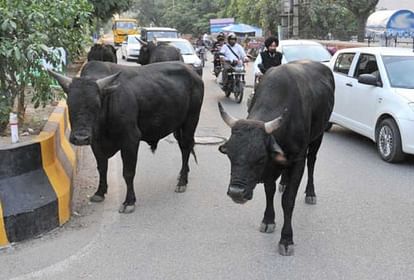 हिमाचल में होगी मवेशियों की गणना, केंद्र ने जारी की ग्रांट - Livestock  Census By Department Of Animal Husbandry Himachal Pradesh - Amar Ujala  Hindi News Live
