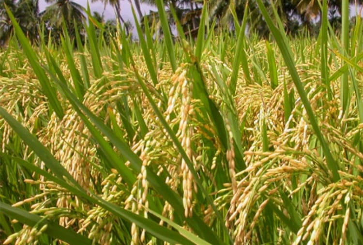 Agricultural University is unaware of the crop cost of farmers in Haryana