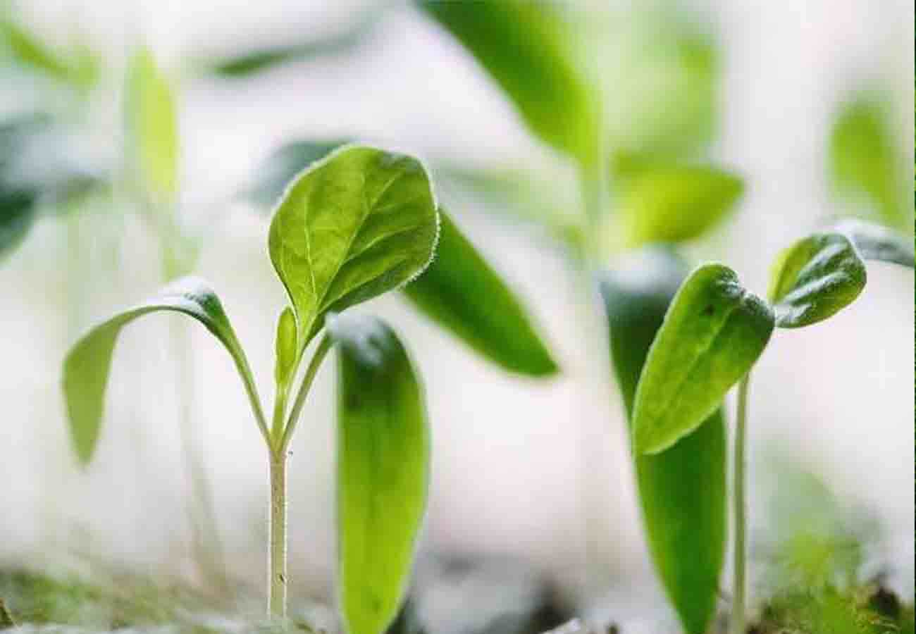 Bacteria of plants more powerful than ever before