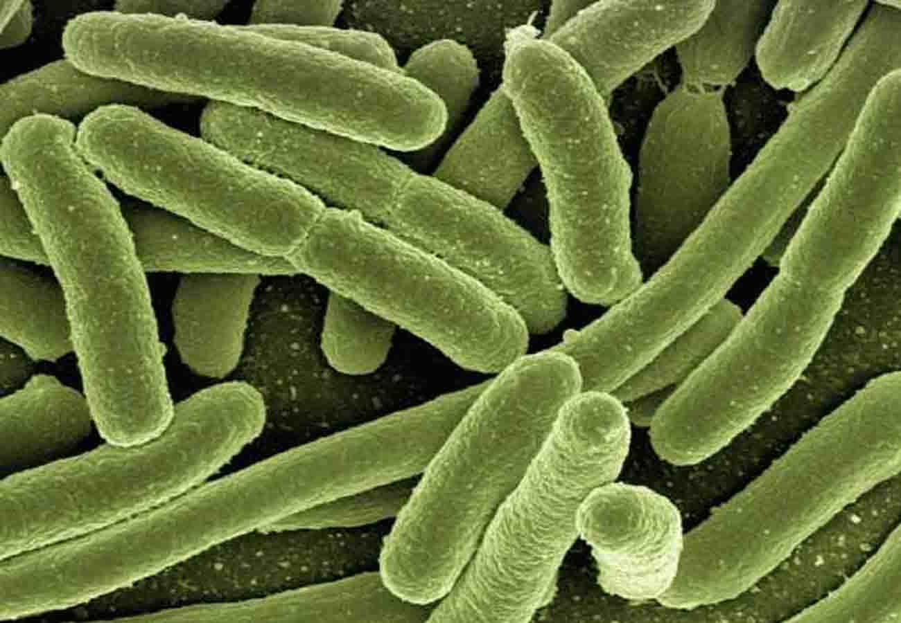 Bacteria of plants more powerful than ever before
