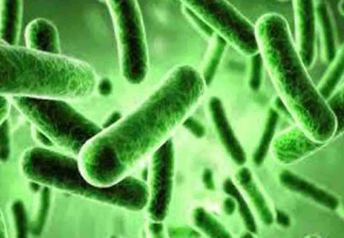 Bacteria of plants more powerful than ever before