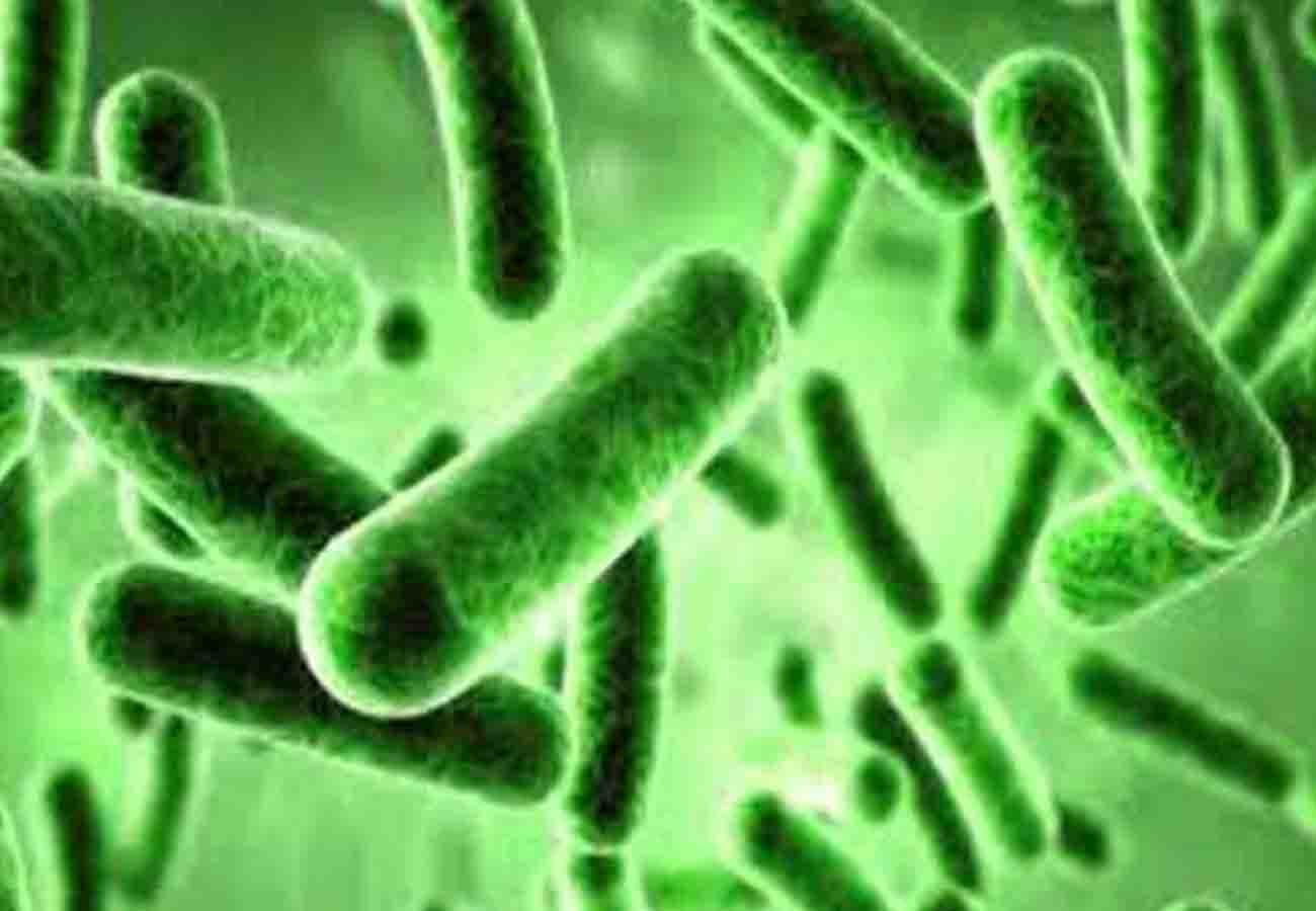 Bacteria of plants more powerful than ever before