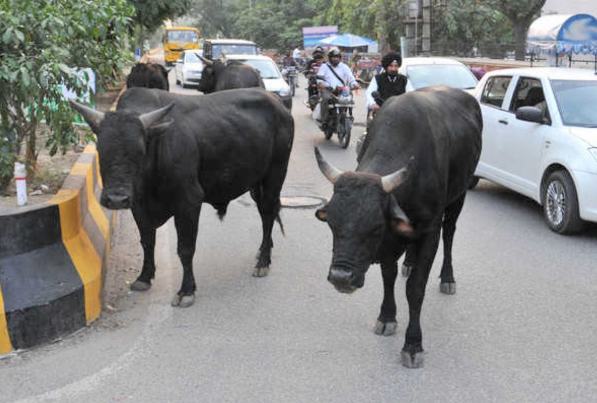 Himachal Government Raised Six crore Rupee From Cess On Liquor