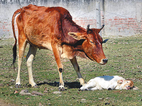 in Gosdn, Three animals went lives  in farrukhabad
