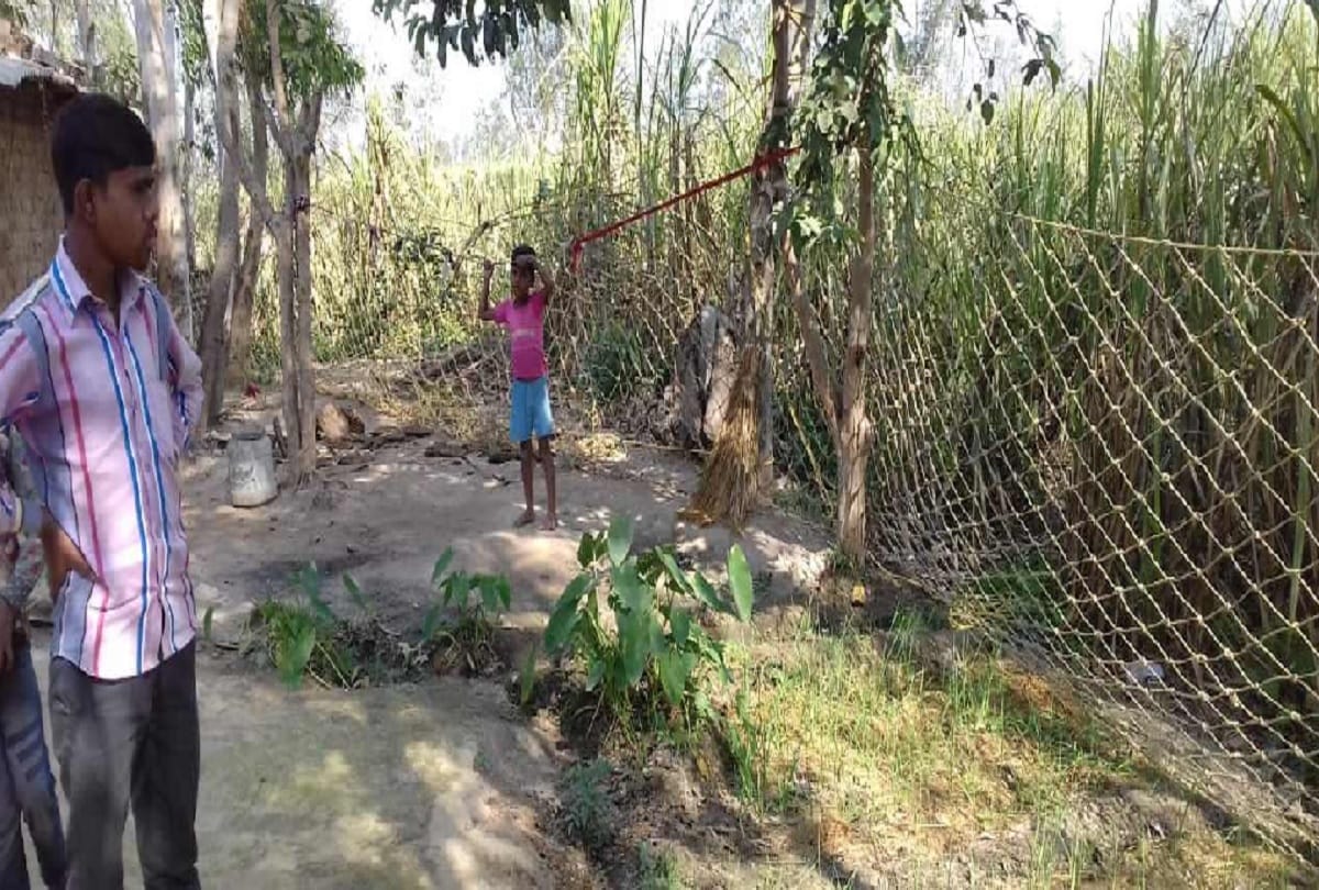 Panic in many villages After the tiger attack in Pilibhit