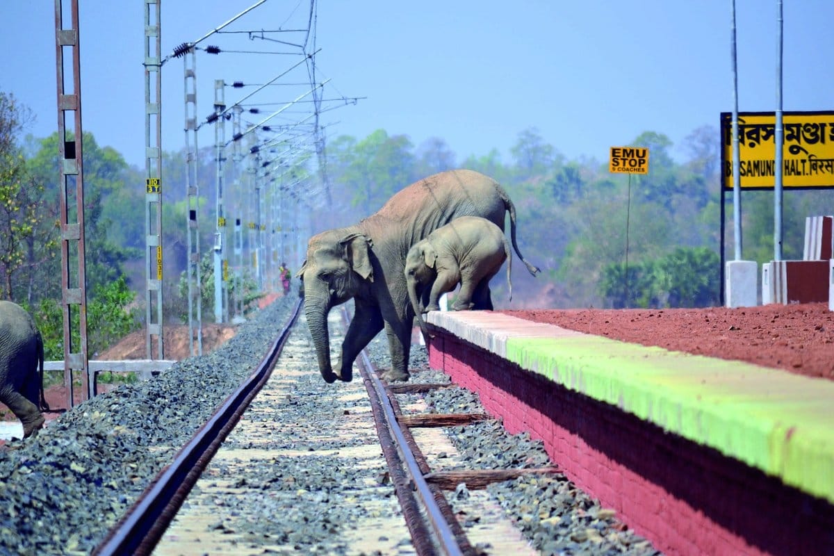Devastation of animal corridors by human