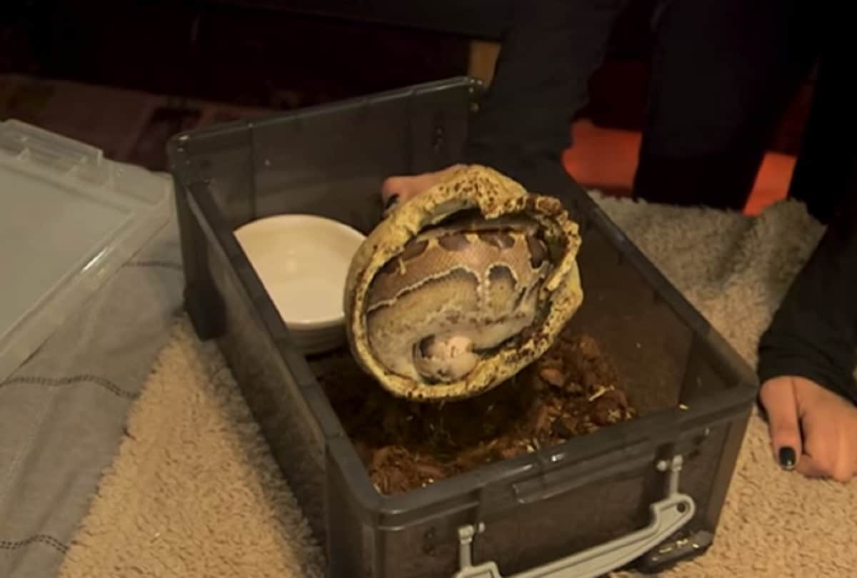 Girl sleeping with a dangerous creature in night in london